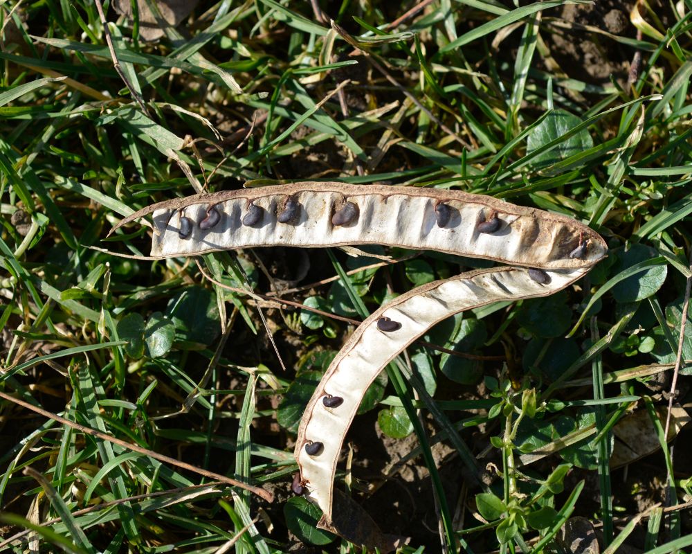  gội đầu bằng vỏ bưởi